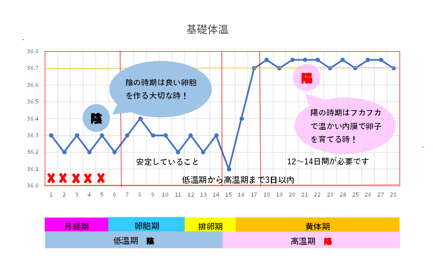 基礎体温 一喜一憂