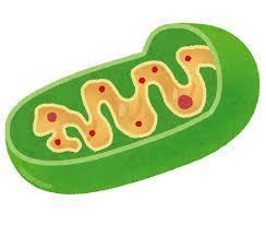 ミトコンドリア　慢性疲労