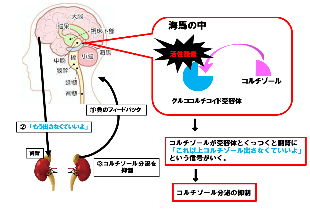 活性酸素　コルチゾール分泌