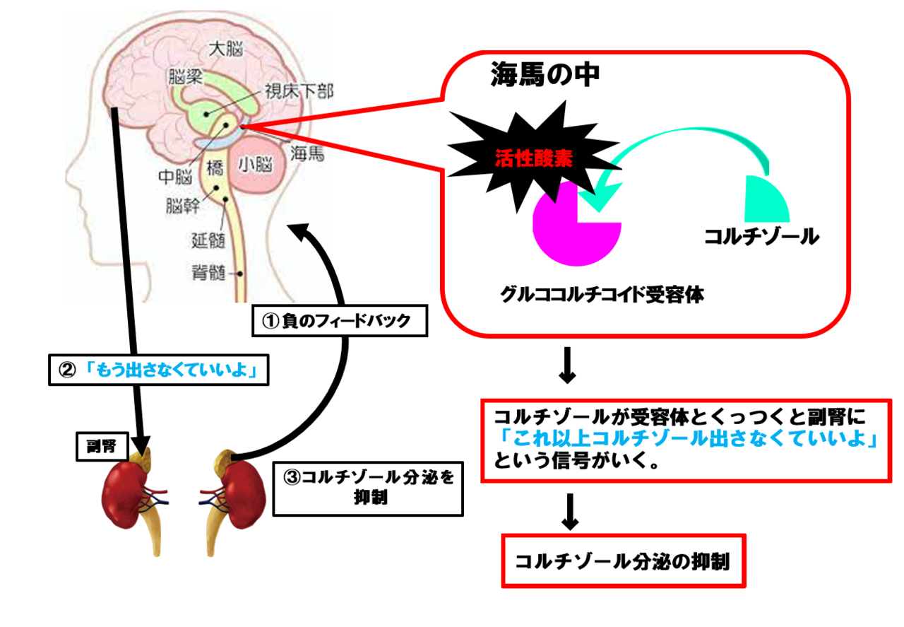 活性酸素　コルチゾール分泌