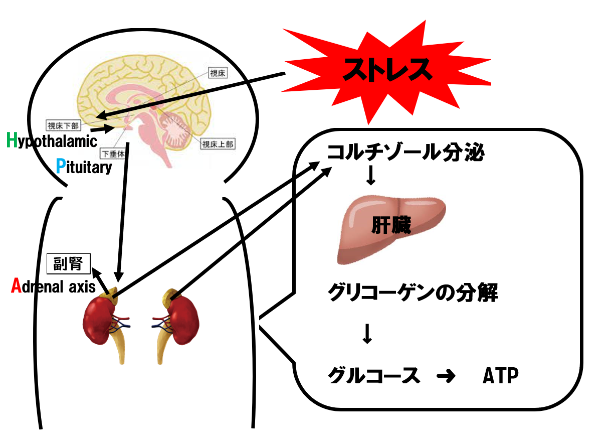 疲労　ストレス　コルチゾール