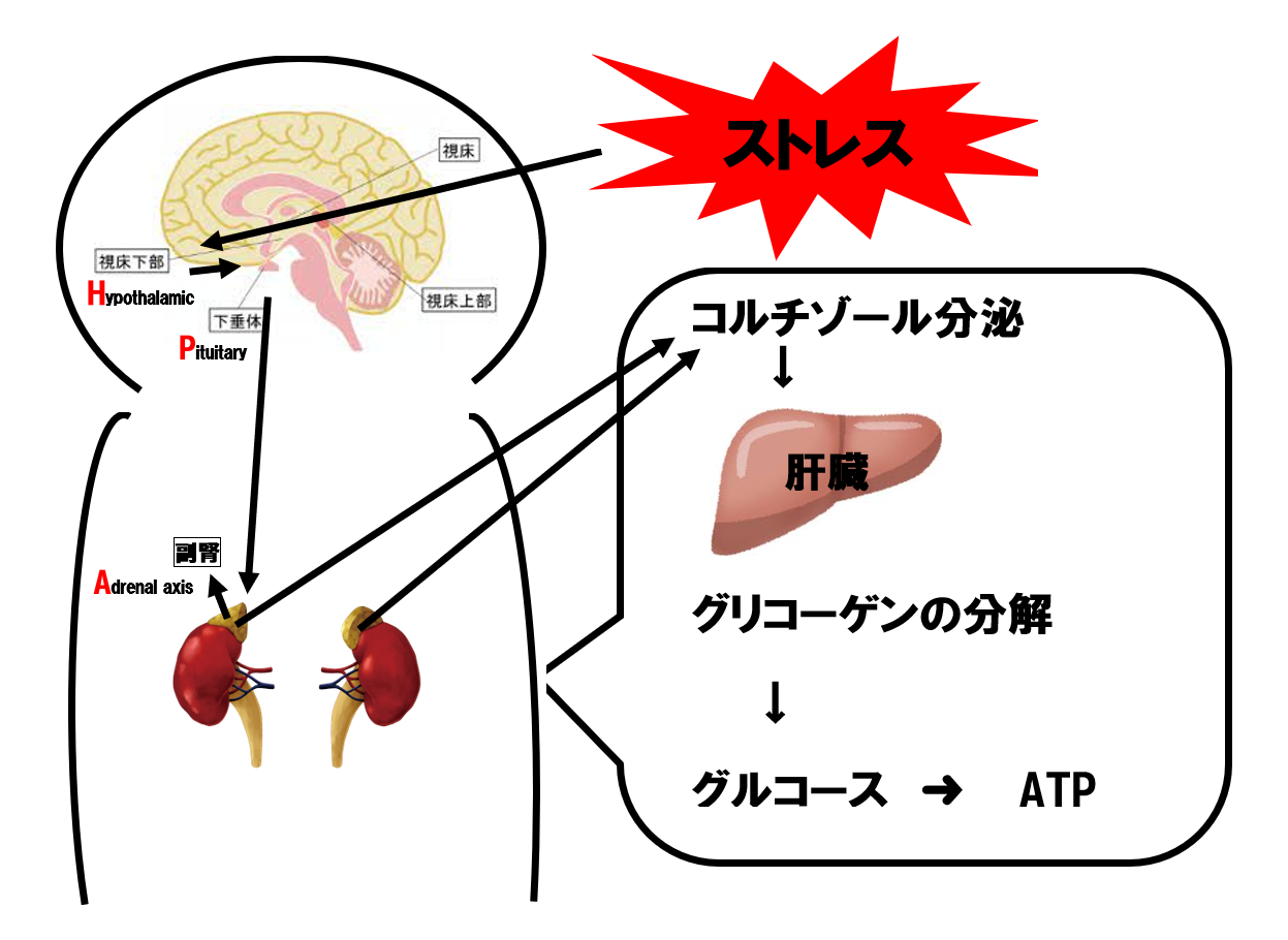 疲労　ストレス　コルチゾール